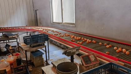 山东农担“鲁担农牧贷”：激活金融支牧新引擎