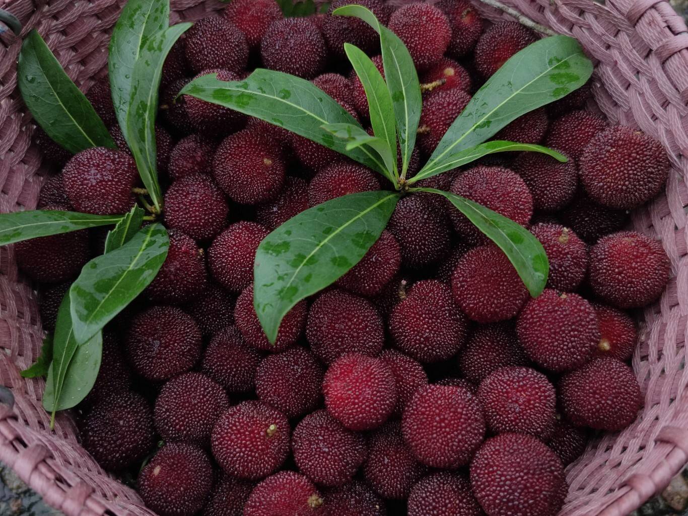 金融助力 共赴“梅”好