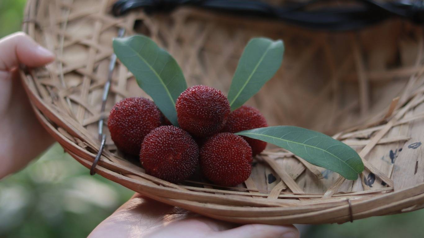 金融助力 共赴“梅”好