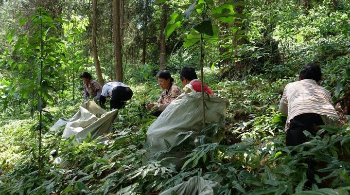 工行铜仁分行：引绿色金融“活水” 润泽林下经济好前景
