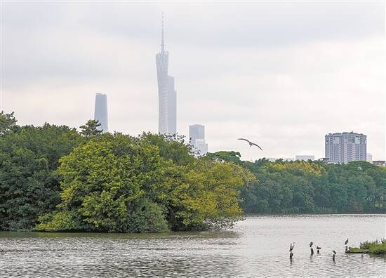 2025“羊城八景”评审组调研海珠