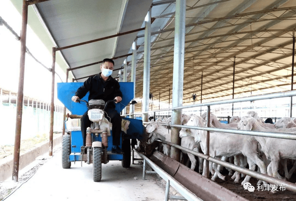 山东农担“鲁担农牧贷”:激活金融支牧新引擎