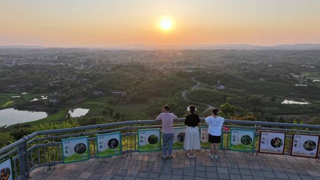 自贡荣县:“枇杷云顶”孕生机 夏夜山巅聚欢颜