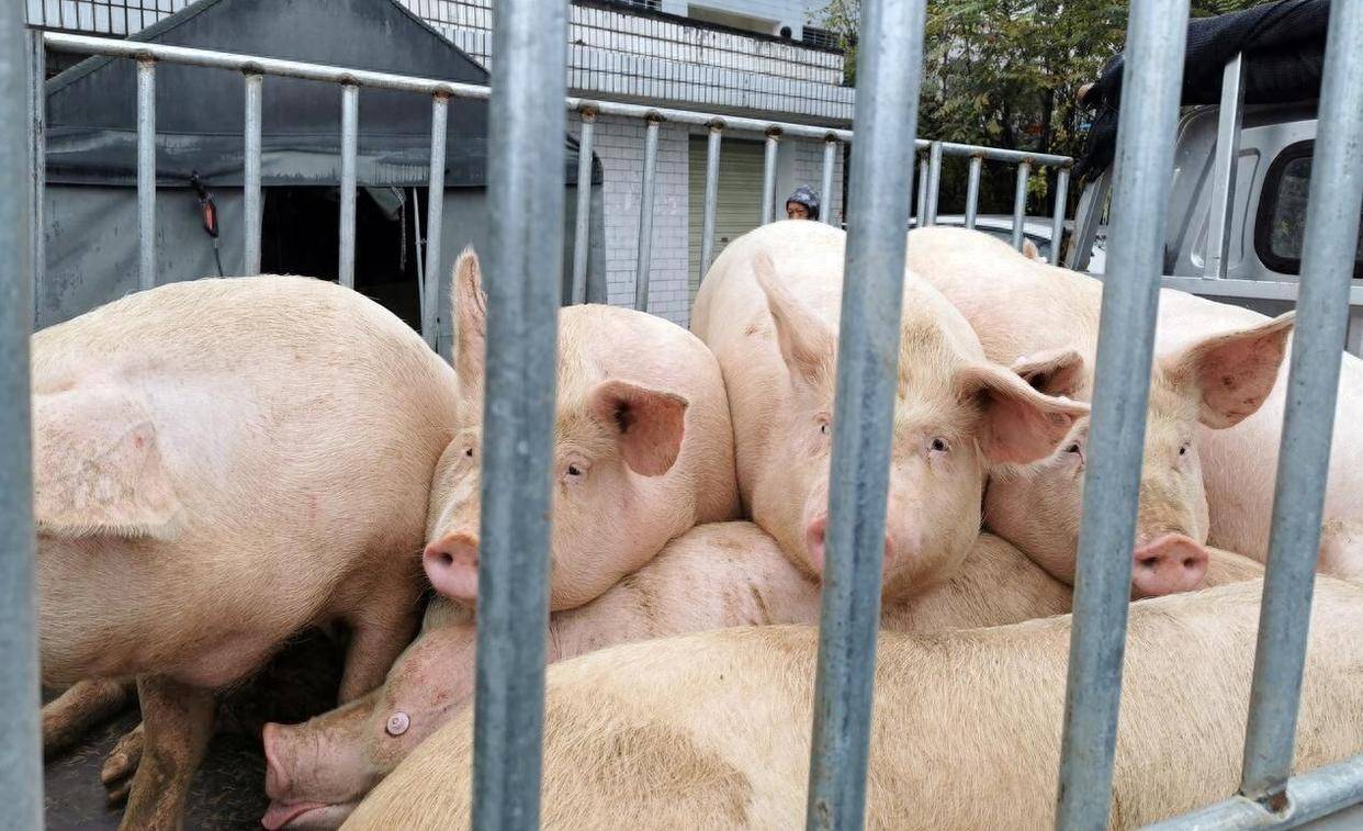 农业板块惊现15亿资金大逃亡,20天线告急!两阴夹一阳难救场