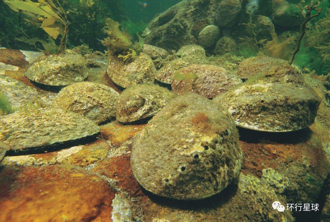 扇贝虚拟币(扇贝app怎么用) 扇贝虚拟币(扇贝app怎么用)